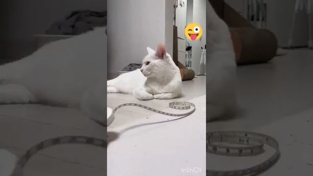 Funny animals dancing, fighting and more 😄🌈 смотреть онлайн