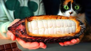 Я сделал шоколад с нуля