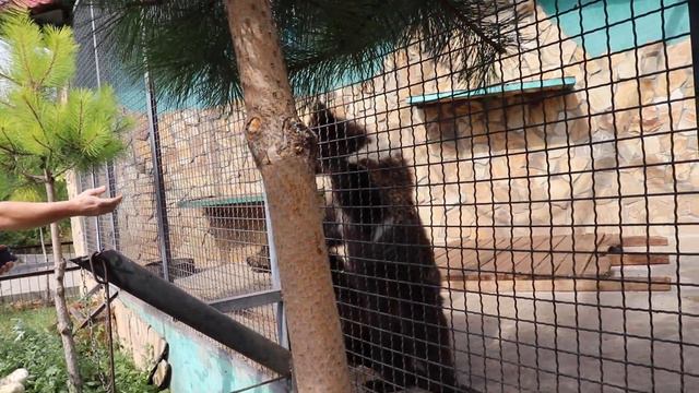 Выступление медвежонка против закрытия парков и ветеринаров ))) Тайган. Белогорск. Крым. смотреть онлайн