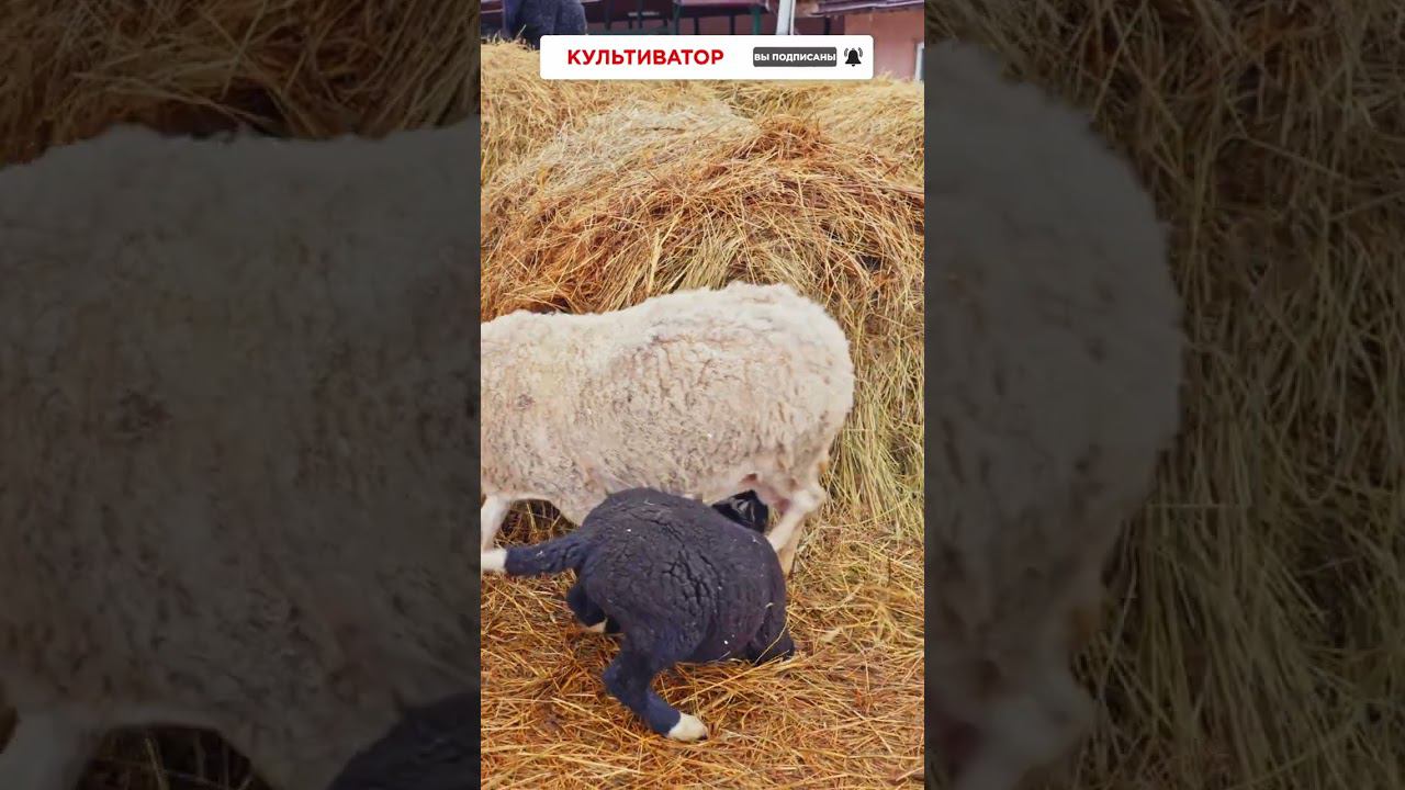 Содержание овец цвартблес #фермерство #овцеводство #овцы #цвартблес смотреть онлайн