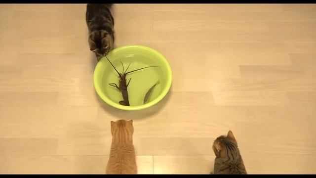 Кот и омар! смотреть онлайн