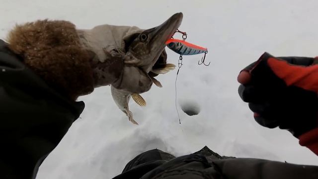 Щука на Раттлин. Подводные съемки. Зимняя рыбалка 2019 смотреть онлайн