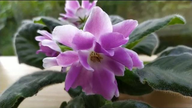 5 СОРТОВ ФИАЛОК С НАЗВАНИЯМИ. ВИДЕО ОБЗОР. смотреть онлайн