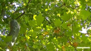 Крым. Мисхор санаторий Управления Делами Президента "Белоруссия"  территория, парк, корпуса