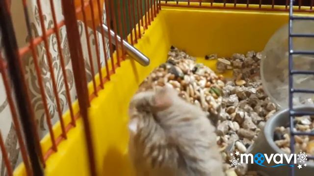 ОБЗОР ЛАКОМСТВ ДЛЯ ХОМЯКОВ 3 ( ПЕНЬ ) смотреть онлайн