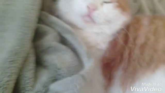 Поссорились с котом) Дерется! смотреть онлайн