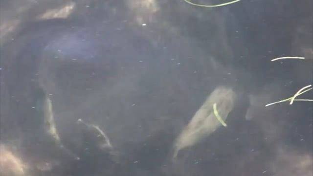 Groovy Fish смотреть онлайн