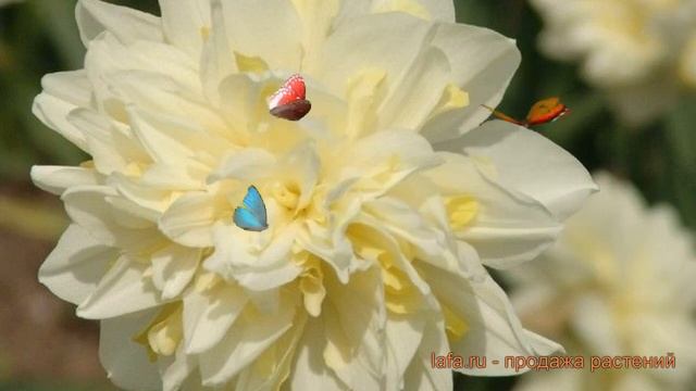 Нарцисс махровый Атолл Пэлас (atholl palace) ? обзор: как сажать, луковицы нарциссы Атолл Пэлас смотреть онлайн