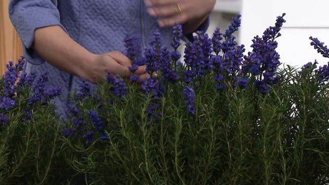 Cottage Farms 3-piece Blue Spear Lavender Collection On QVC