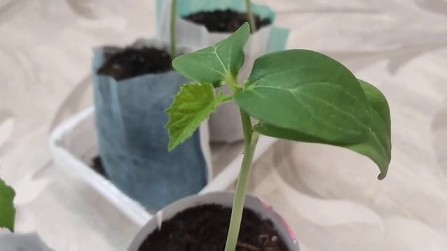 Мой опыт прививки огурца на лагенарию. Огурцы для раннего урожая. смотреть онлайн