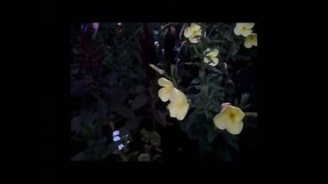 ночная красавица смотреть онлайн