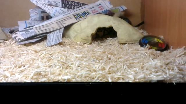NEW BALL PYTHON EDITION! смотреть онлайн