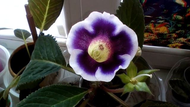 Мои цветы Глоксиния фиолетовая с белым ободком смотреть онлайн