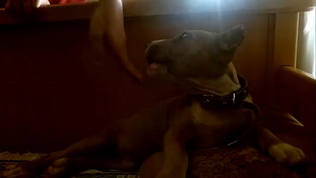 Пёс тайсон злится смотреть онлайн