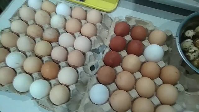 Цыплята из столовых яиц... Реально или нет??? смотреть онлайн