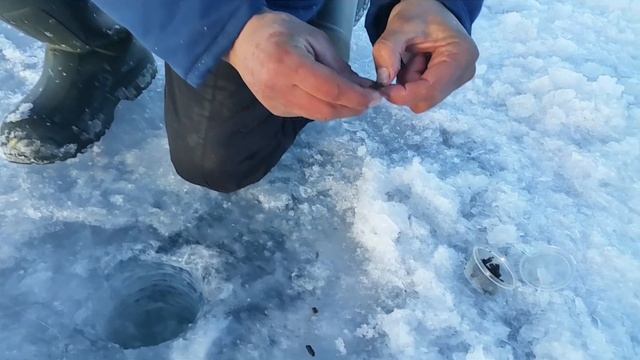 .БАНКИ. Бешеный клев ОКУНЯ на ГУСИНОМ озере смотреть онлайн