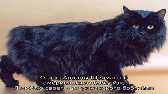 Американский бобтейл: кошки и коты смотреть онлайн