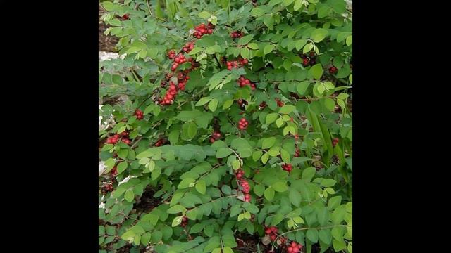 СНЕЖНОЯГОДНИК (SYMPHORICARPUS) сем. Жимолостные смотреть онлайн