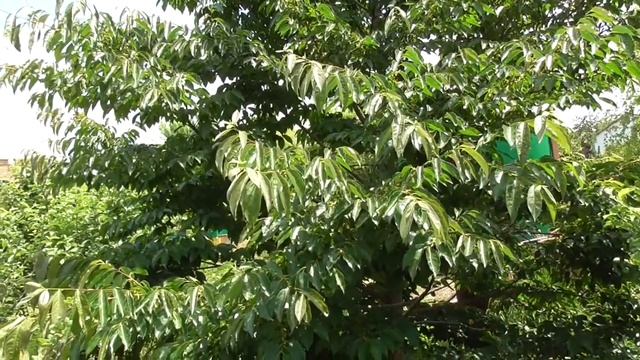 Хурма. Часть 1. Дикая