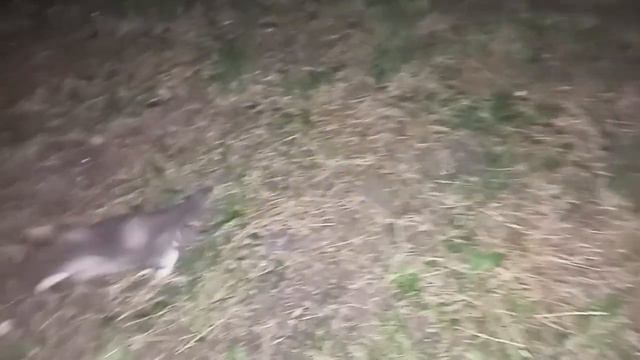 КОТЕНОК НА УЛИЦЕ В 3 ЧАСА НОЧИ... Откуда она взялась? смотреть онлайн