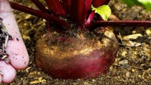 ? Плохо растет свекла? ТАК подкормите ее срочно