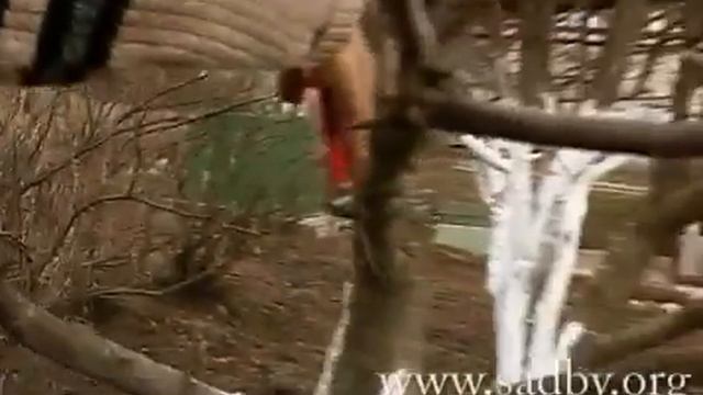 Обрезка груши. Автор Николай Рабушко. © смотреть онлайн