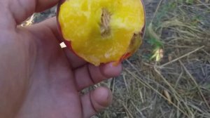 Сан крест персик. середньостиглий сорт персика