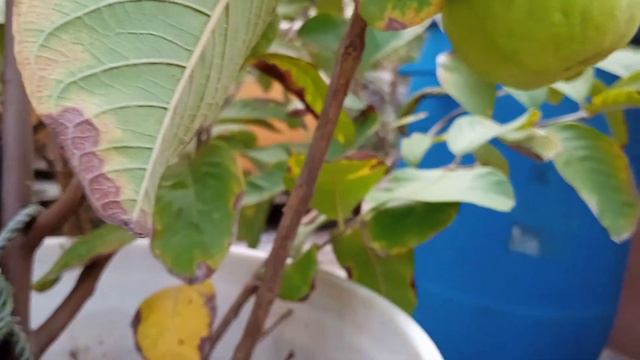 Terrace garden Hybrid guava growing plant/ ஹைபிரிட் கொய்யா மாடி தோட்டம் смотреть онлайн
