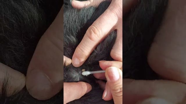 Самый простой и удобный способ удаления клеща на теле, теперь делаю только так и советую всем! смотреть онлайн