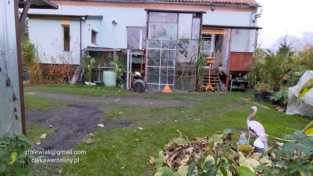 Wykopywanie kwitnącego drzewa - Brugmansia wuppergold + różowa podwójna. Jak zimować brugmansje 👍🌱 смотреть онлайн