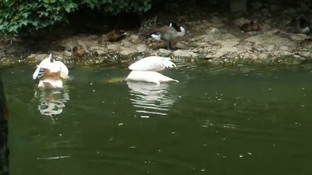 Пеликаны питаются рыбой смотреть онлайн