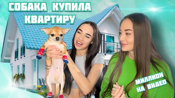 Чихуа-хуа заработала на квартиру в центре города ?