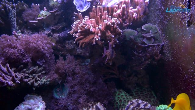 Морской аквариум объемом 130 литров смотреть онлайн