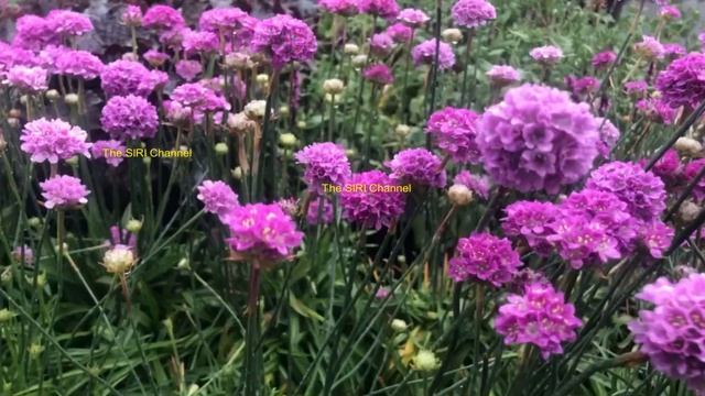 Gorgeous Armeria Ballerina Lilac