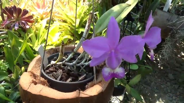 Уход за Каттлеей Валькериана. C. Walkeriana Care Tips