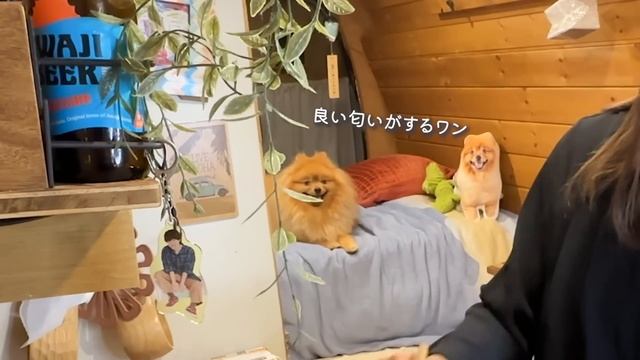 家なし独身アラサーだけど...孤独を癒す小さな車中泊仲間ができました。car Camping