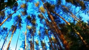 Занимательно о глаголе.