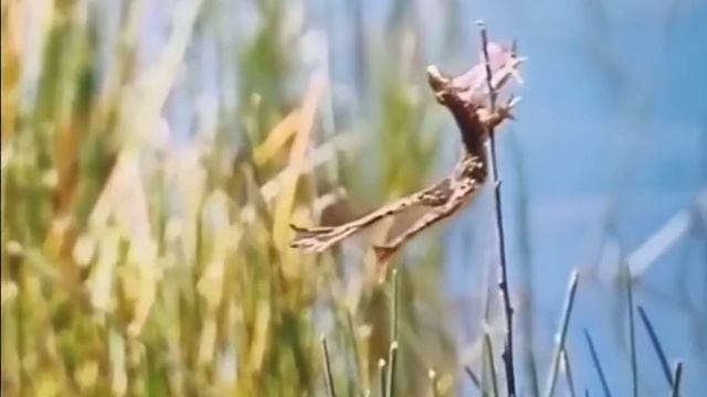 Красивый полет смотреть онлайн