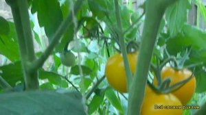 Томат: Де Барао Золотой (жёлтый)