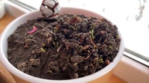 Как  я проращивала семена кипариса?