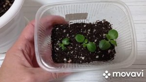 Размножение кроссандры семенами. Как взошли.