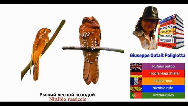 MULTILINGUAL PICTURE DICTIONARY Dizionario per immagini multilingue [Video 48] смотреть онлайн