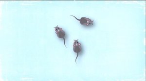 Новая серия игры для кошек, котов и котят! На экране шустрые мышки бегают для вашей кошки!