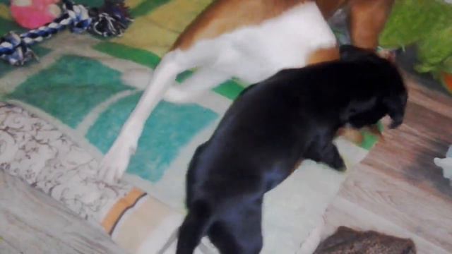 #Басенджи и джекмонипинчер ). Basenji vs dzhekmonipincher ). Ульяновск смотреть онлайн