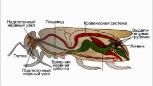 Внутренне строение насекомых