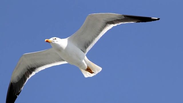 Интересные факты о Чайке смотреть онлайн