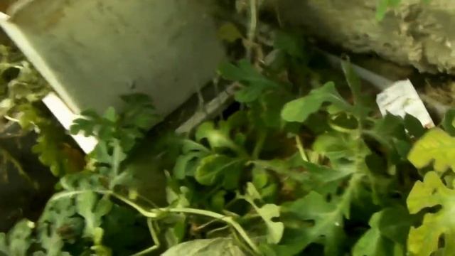 Сад и Огород, Дача - Арбуз на 10 августа Владимирская область, теплица смотреть онлайн