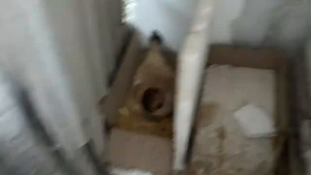 Высиживает яйца в Феврале смотреть онлайн