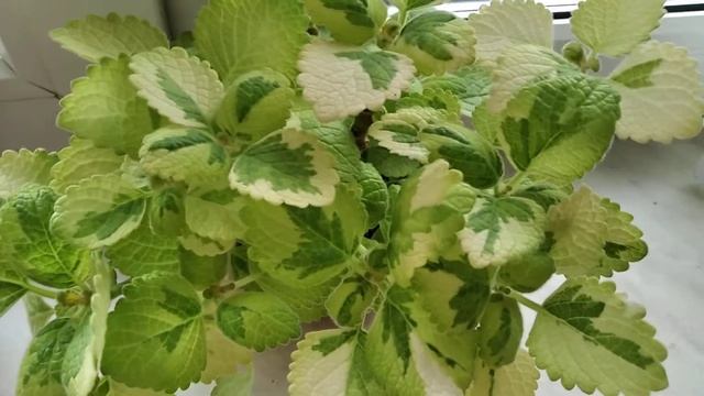 Муррайя и плектрантус Лемон твист. смотреть онлайн