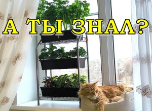 ИДЕЯ!!! Обувная полка как стеллаж для рассады🔥🔥🔥